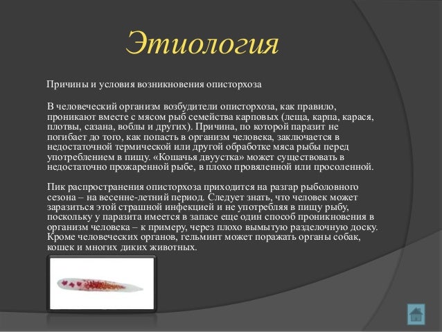 Курсовая Работа На Тему Описторхоз Курсовая Работа На Тему Описторхоз